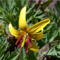 КАНДЫК ПУПОВИДНЫЙ ( ERYTHRONIUM UMBILICATUM ) КАНДЫК ПУПОВИДНЫЙ ( ERYTHRONIUM UMBILICATUM )