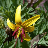 КАНДЫК ПУПОВИДНЫЙ ( ERYTHRONIUM UMBILICATUM )