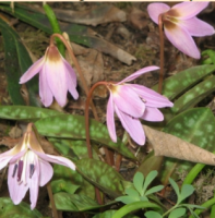 КАНДЫК ЕВРОПЕЙСКИЙ ( ERYTHRONIUM DENS-CANIS ) ROSE QUEEN КАНДЫК ЕВРОПЕЙСКИЙ ( ERYTHRONIUM DENS-CANIS ) ROSE QUEEN