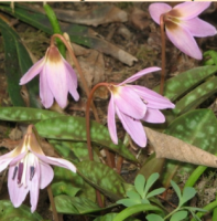 КАНДЫК ЕВРОПЕЙСКИЙ ( ERYTHRONIUM DENS-CANIS ) ROSE QUEEN