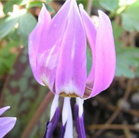 КАНДЫК ЕВРОПЕЙСКИЙ ( ERYTHRONIUM DENS-CANIS ) FRANS HALS КАНДЫК ЕВРОПЕЙСКИЙ ( ERYTHRONIUM DENS-CANIS ) FRANS HALS
