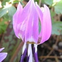 КАНДЫК ЕВРОПЕЙСКИЙ ( ERYTHRONIUM DENS-CANIS ) FRANS HALS