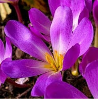 БЕЗВРЕМЕННИК ( COLCHICUM ) DICK TROTTER