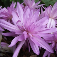 БЕЗВРЕМЕННИК (COLCHICUM) WATER LILY