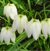 РЯБЧИК ШАХМАТНЫЙ ( FRITILLARIA MELEAGRIS ) ALBA