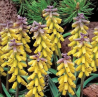 МУСКАРИ КРУПНОПЛОДНЫЙ (MUSCARI MACROCARPUM)