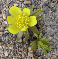 ЭРАНТИС ЗИМНИЙ (ERANTIS HYEMALIS)