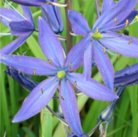 КАМАССИЯ ЛЕЙХТЛИНА (CAMASSIA LEICHTLINII) COURULEA КАМАССИЯ ЛЕЙХТЛИНА (CAMASSIA LEICHTLINII) COURULEA