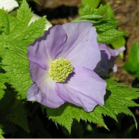 ГЛАУЦИДИУМ ПАЛЬЧАТЫЙ (GLAUCIDIUM PALMATUM)