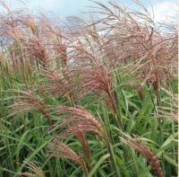МИСКАНТУС КИТАЙСКИЙ КРАСНЕЮЩИЙ (MISCANTHUS SINENSIS V.PURPURASCENS) МИСКАНТУС КИТАЙСКИЙ КРАСНЕЮЩИЙ (MISCANTHUS SINENSIS V.PURPURASCENS)
