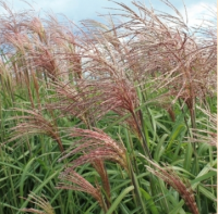 МИСКАНТУС КИТАЙСКИЙ КРАСНЕЮЩИЙ (MISCANTHUS SINENSIS V.PURPURASCENS)