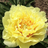 ПИОН ( PAEONIA ) BARTZELLA ПИОН ( PAEONIA ) BARTZELLA