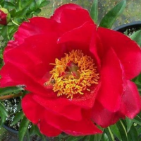 ПИОН ( PAEONIA ) BLAZE ПИОН ( PAEONIA ) BLAZE