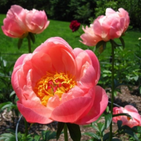 ПИОН ( PAEONIA ) CORAL CHARM ПИОН ( PAEONIA ) CORAL CHARM