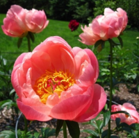 ПИОН ( PAEONIA ) CORAL CHARM