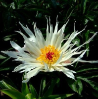 ПИОН ( PAEONIA ) LOIS KELSEY ПИОН ( PAEONIA ) LOIS KELSEY