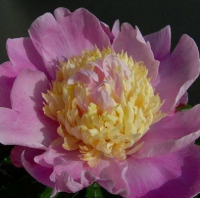 ПИОН ( PAEONIA ) MR. G. F. HEMERIK ПИОН ( PAEONIA ) MR. G. F. HEMERIK