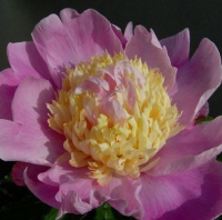 ПИОН ( PAEONIA ) MR. G. F. HEMERIK