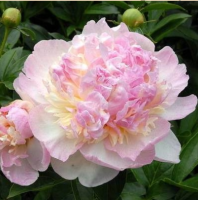 ПИОН ( PAEONIA ) RASPBERRY SUNDAY ПИОН ( PAEONIA ) RASPBERRY SUNDAY