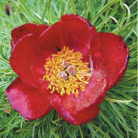 ПИОН ТОНКОЛИСТНЫЙ (PAEONIA TENUIFOLIA) ПИОН ТОНКОЛИСТНЫЙ (PAEONIA TENUIFOLIA)