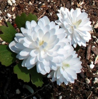САНГВИНАРИЯ КАНАДСКАЯ ( SANGUINARIA CANADENSIS ) PLENA САНГВИНАРИЯ КАНАДСКАЯ ( SANGUINARIA CANADENSIS ) PLENA