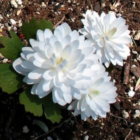 САНГВИНАРИЯ КАНАДСКАЯ ( SANGUINARIA CANADENSIS ) PLENA