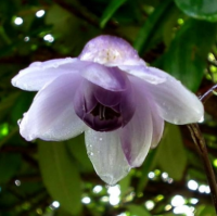 АНЕМОНОПСИС КРУПНОЛИСТНЫЙ ( ANEMONOPSIS MACROPHYLLUM ) АНЕМОНОПСИС КРУПНОЛИСТНЫЙ ( ANEMONOPSIS MACROPHYLLUM )