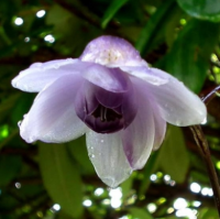 АНЕМОНОПСИС КРУПНОЛИСТНЫЙ ( ANEMONOPSIS MACROPHYLLUM )