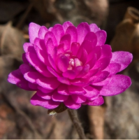 ПЕЧЕНОЧНИЦА БЛАГОРОДНАЯ (HEPATICA NOBILIS) RUBRA PLENA ПЕЧЕНОЧНИЦА БЛАГОРОДНАЯ (HEPATICA NOBILIS) RUBRA PLENA