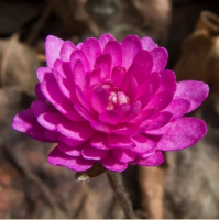 ПЕЧЕНОЧНИЦА БЛАГОРОДНАЯ (HEPATICA NOBILIS) RUBRA PLENA