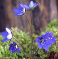 ПЕЧЕНОЧНИЦА БЛАГОРОДНАЯ ( HEPATICA NOBILIS ) COBALT BLUE ПЕЧЕНОЧНИЦА БЛАГОРОДНАЯ ( HEPATICA NOBILIS ) COBALT BLUE