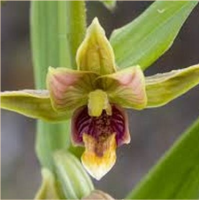 ДРЕМЛИК ГИГАНТСКИЙ (EPIPACTIS GIGANTEA)