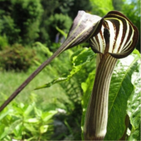 АРИЗЕМА ИЗЯЩНАЯ ( ARISAEMA CONCINNUM ) АРИЗЕМА ИЗЯЩНАЯ ( ARISAEMA CONCINNUM )