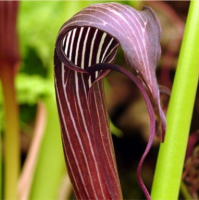 АРИЗЕМА РЕБРИСТАЯ ( ARISAEMA COSTATUM ) АРИЗЕМА РЕБРИСТАЯ ( ARISAEMA COSTATUM )