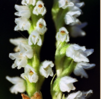 ГУДАЙЕРА ПОЛЗУЧАЯ ( GOODYERA REPENS )