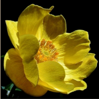 КУПАЛЬНИЦА УЗКОЛЕПЕСТНАЯ ( TROLLIUS STENOPETALUS ) КУПАЛЬНИЦА УЗКОЛЕПЕСТНАЯ ( TROLLIUS STENOPETALUS )