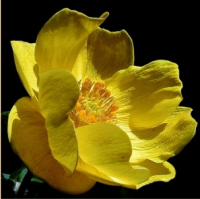 КУПАЛЬНИЦА УЗКОЛЕПЕСТНАЯ ( TROLLIUS STENOPETALUS )