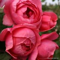 Gartenprinzessin Marie-José Gartenprinzessin Marie-José