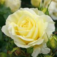 Limona Limona