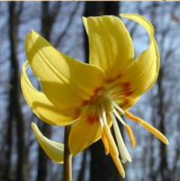 КАНДЫК ( ERYTHRONIUM ) PAGODA КАНДЫК ( ERYTHRONIUM ) PAGODA