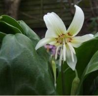 КАНДЫК ( ERYTHRONIUM ) WHITE BEAUTY КАНДЫК ( ERYTHRONIUM ) WHITE BEAUTY