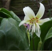 КАНДЫК ( ERYTHRONIUM ) WHITE BEAUTY