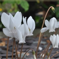 ЦИКЛАМЕН НЕАПОЛИТАНСКИЙ ИЛИ ПЛЮЩЕЛИСТНЫЙ ( CYCLAMEN NEAPOLITANUM = HEDERIFOLIUM ) f. Alba ЦИКЛАМЕН НЕАПОЛИТАНСКИЙ ИЛИ ПЛЮЩЕЛИСТНЫЙ ( CYCLAMEN NEAPOLITANUM = HEDERIFOLIUM ) f. Alba
