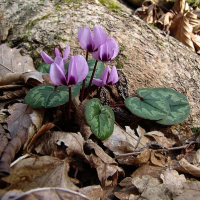 ЦИКЛАМЕН КАВКАЗСКИЙ ( CYCLAMEN CAUCASICUM ) ЦИКЛАМЕН КАВКАЗСКИЙ ( CYCLAMEN CAUCASICUM )