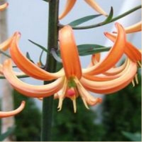 ЛИЛИЯ МАРТАГОН ( LILIUM MARTAGON ) ORANGE MARMALADE