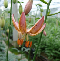 ЛИЛИЯ МАРТАГОН ( LILIUM MARTAGON ) FAIRY MORNING