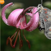 ЛИЛИЯ МАРТАГОН ( LILIUM MARTAGON ) MEREDITH EVANS