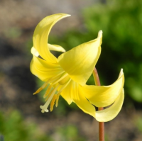 КАНДЫК ( ERYTHRONIUM ) KONDO КАНДЫК ( ERYTHRONIUM ) KONDO