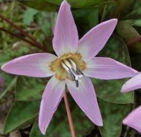 КАНДЫК ЕВРОПЕЙСКИЙ ( ERYTHRONIUM DENS-CANIS ) PINK PERFECTION КАНДЫК ЕВРОПЕЙСКИЙ ( ERYTHRONIUM DENS-CANIS ) PINK PERFECTION