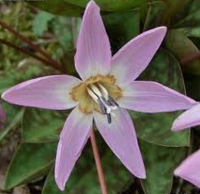 КАНДЫК ЕВРОПЕЙСКИЙ ( ERYTHRONIUM DENS-CANIS ) PINK PERFECTION